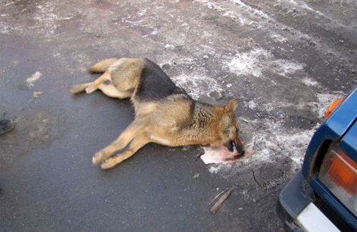 На центральном продовольственном рынке отравили собак