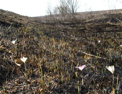 Масові підпали сухої трави вбивають флору та фауну Полтавщини