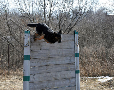 На Полтавщині до Євро-2012 готують службових собак