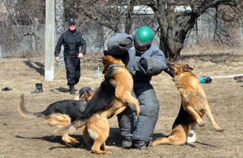 На Полтавщині до Євро-2012 готують службових собак