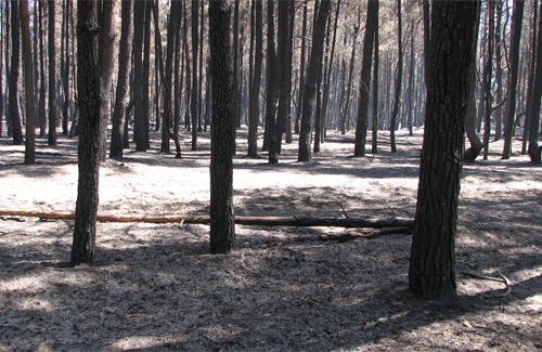 Хвойний ліс у кременчуцькому лісництві після пожежі. (2010 рік)