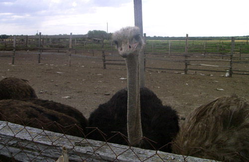 Мэр Полтавы купил страусиную ферму с социальной целью