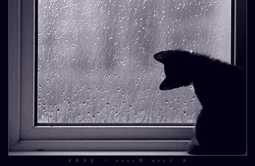 «И теперь у меня впереди — дожди, дожди, дожди»