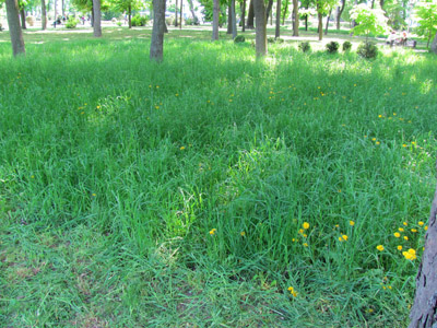В Корпусном парке ещё можно увидеть высокую траву