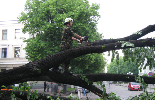 У Полтаві щороку ліквідують до 700 аварійних дерев