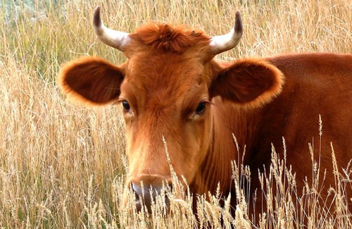 На Полтавщині затримали трьох викрадачів корів