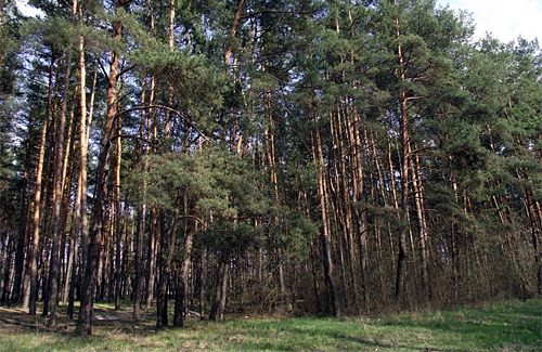 Нині у лісах Полтавської області оголошено 3-й клас пожежної небезпеки
