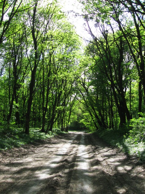Кочубеевский лес