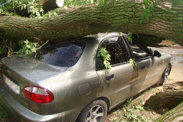 Під час буревію на машину впало дерево