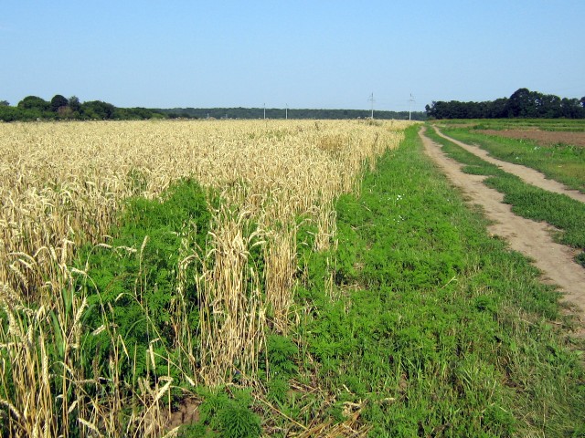 Это поле пшеницы в несколько гектаров по всему периметру окружено амброзией