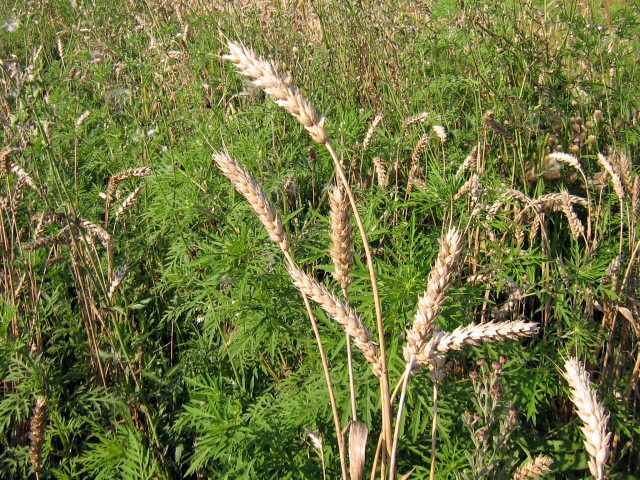 Колосья пшеницы на фоне амброзии