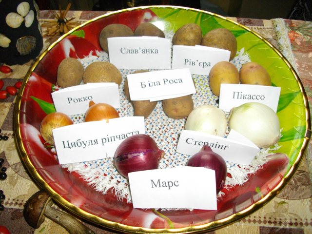 На виставці були також представлені різні сорти городини: картоплі, цибулі, винограду