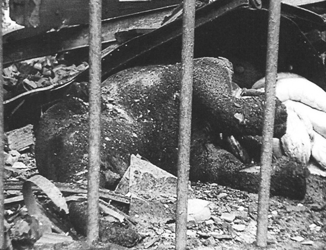 Погибший слон в Берлинском зоопарке