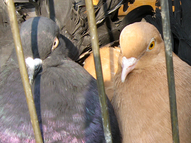 Виставка-продаж голубів у Полтаві