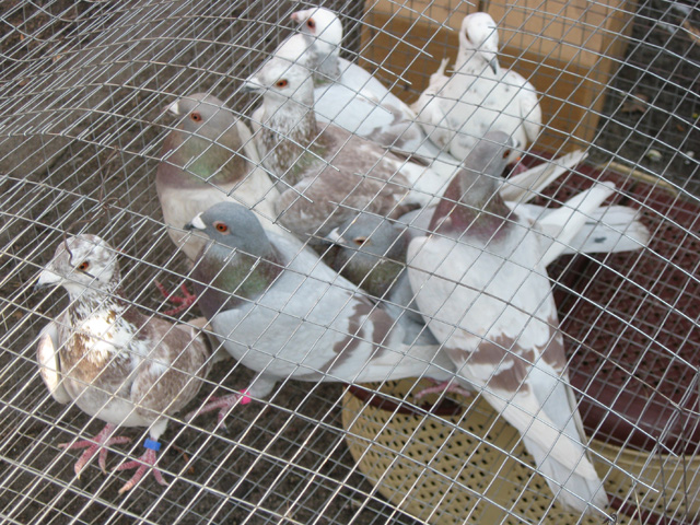 Виставка-продаж голубів у Полтаві