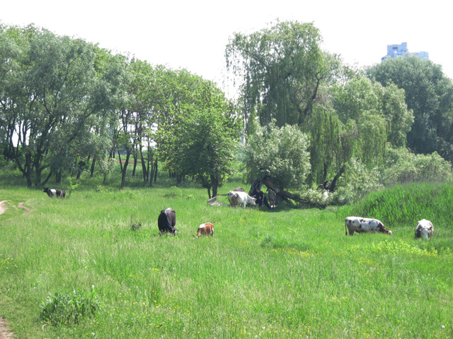 Корови дочекалися соковитої весняної трави