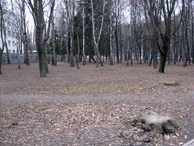 В этом месте парка аварийные деревья вырублены