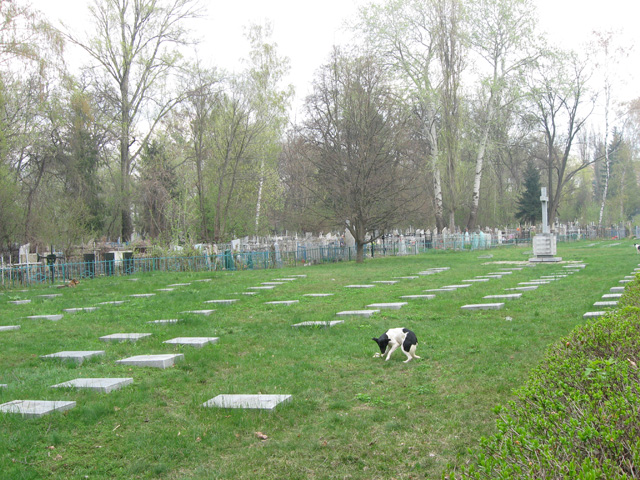 «Кладовищенські» собаки