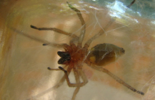 «Полтавський» павук «пробудила» Cheiracanthium