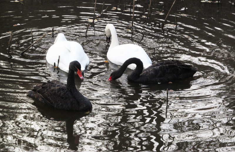 Білі та чорні лебеді у Полтавському дендропарку