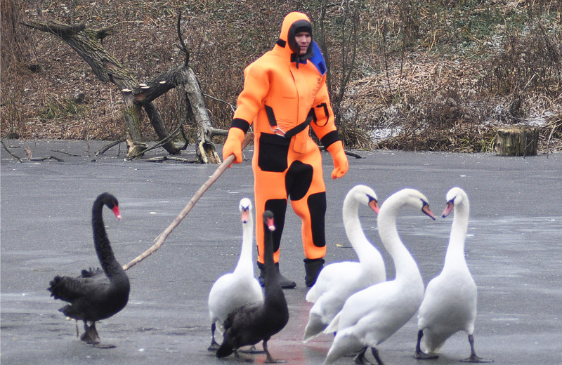 Лебеді покидають Дендропарк на зимування у Ковалівці