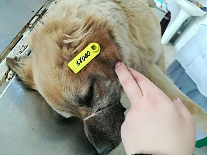 Стерилізована собака з біркою