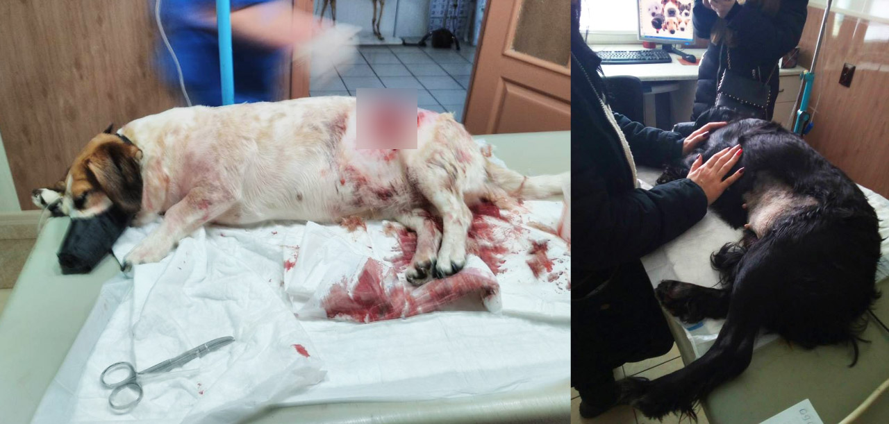 Дві з трьох собак, які постраждали від нападу алабая 19 березня