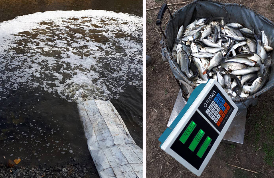 У річці Сула нові жителі — 4,5 тонн мальків риби