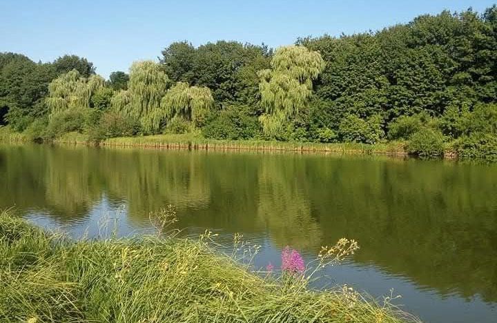 Ставок у селі Глухове Чорноглазівського старостату Полтавської громади