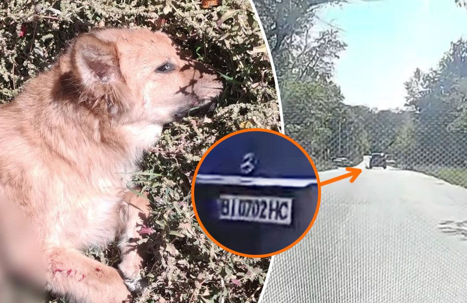 За версією поліції, ДТП скоїв Mercedes-Benz Maybach GLS 600 з номерами BI0702НС