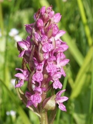 Пальчатокорінник м'ясо-червоний – болотна орхідея, що росте на Полтавщині