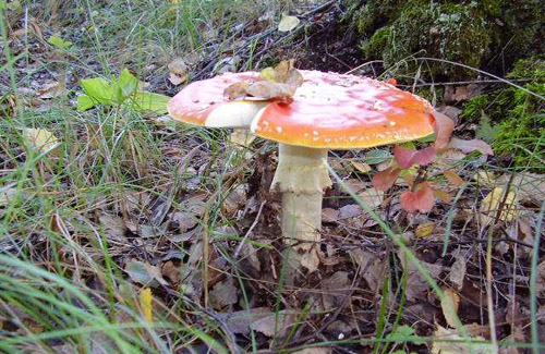 Десятирічна дівчина отруїлася грибами