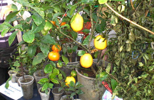 Полтавці саджатимуть на дачах мандаринові та лимонні дерева