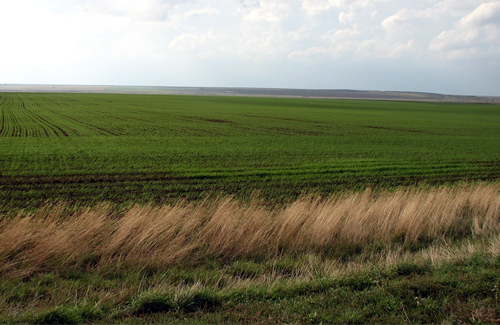 Далекий від ідеального врожай озимої пшениці отримають аграрії Полтавщини
