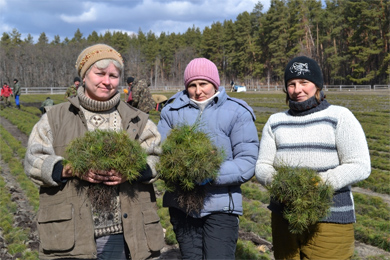 Лісівники Полтавщини розпочали примножувати зелені скарби