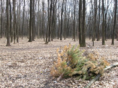 Гришкин лес в Полтаве