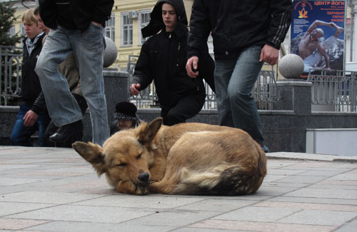 Бездомні собаки Полтави мріють про притулок