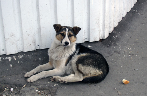Бездомна собака 