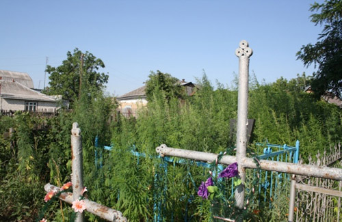 Коноплю у Кременчуці вирощують на кладовищі