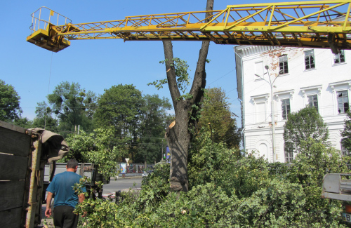 У Корпусному парку в Полтаві спиляли аварійне дерево