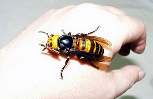 Что нужно делать при укусе шершня, осы, пчелы?