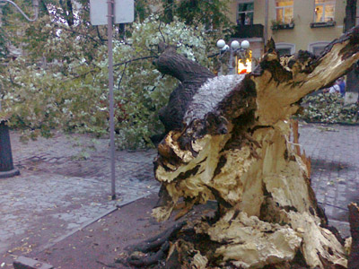 В Полтаві на автомобіль впало старе дерево