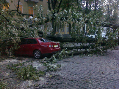 В Полтаві на автомобіль впало старе дерево