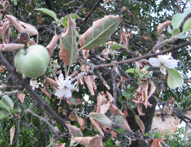 У Полтаві в серпні знову зацвіли яблуні
