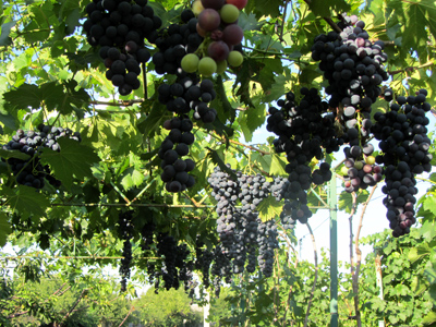 Полтавский виноград
