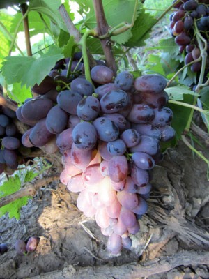 Полтавский виноград
