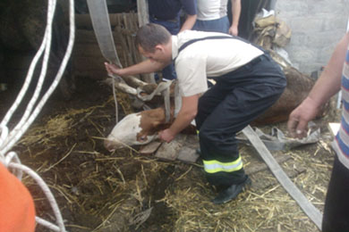 Спасатели извлекли животное из двухметровой ямы