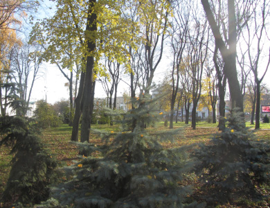 Деревья в Корпусном парке