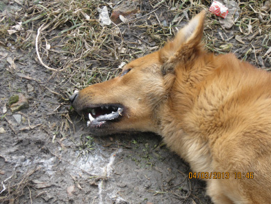 Тіло собаки у районі зупинки «Вул. Чапаєва»