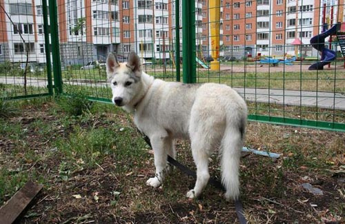 Полтавські чиновники «футболять» питання майданчиків для вигулу собак